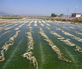 生態(tài)基